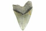 Fossil Megalodon Tooth - North Carolina #367916-2